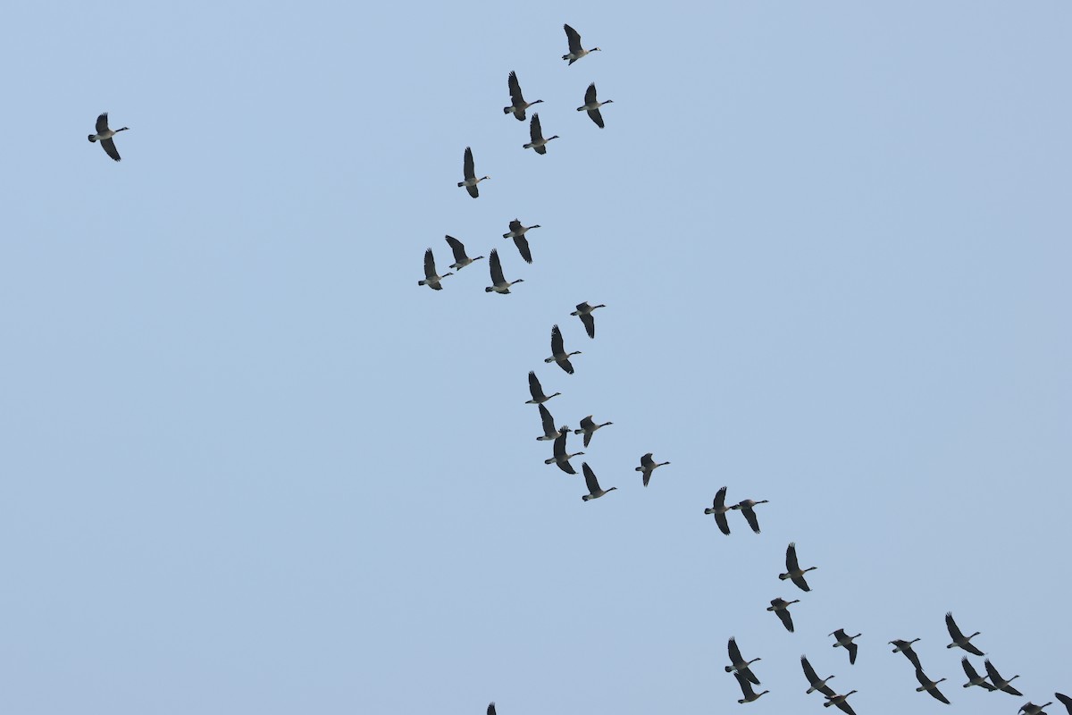 berneška velká - ML638467987