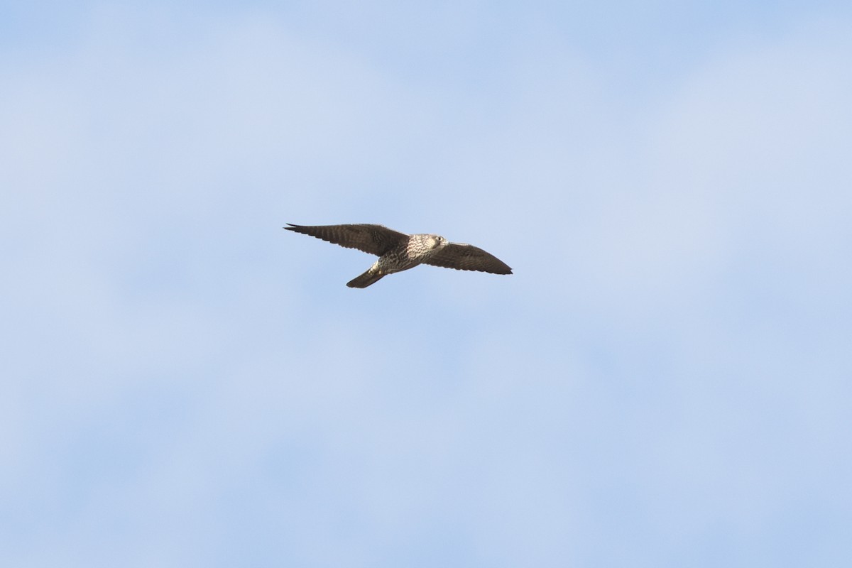 sokol stěhovavý - ML638467992