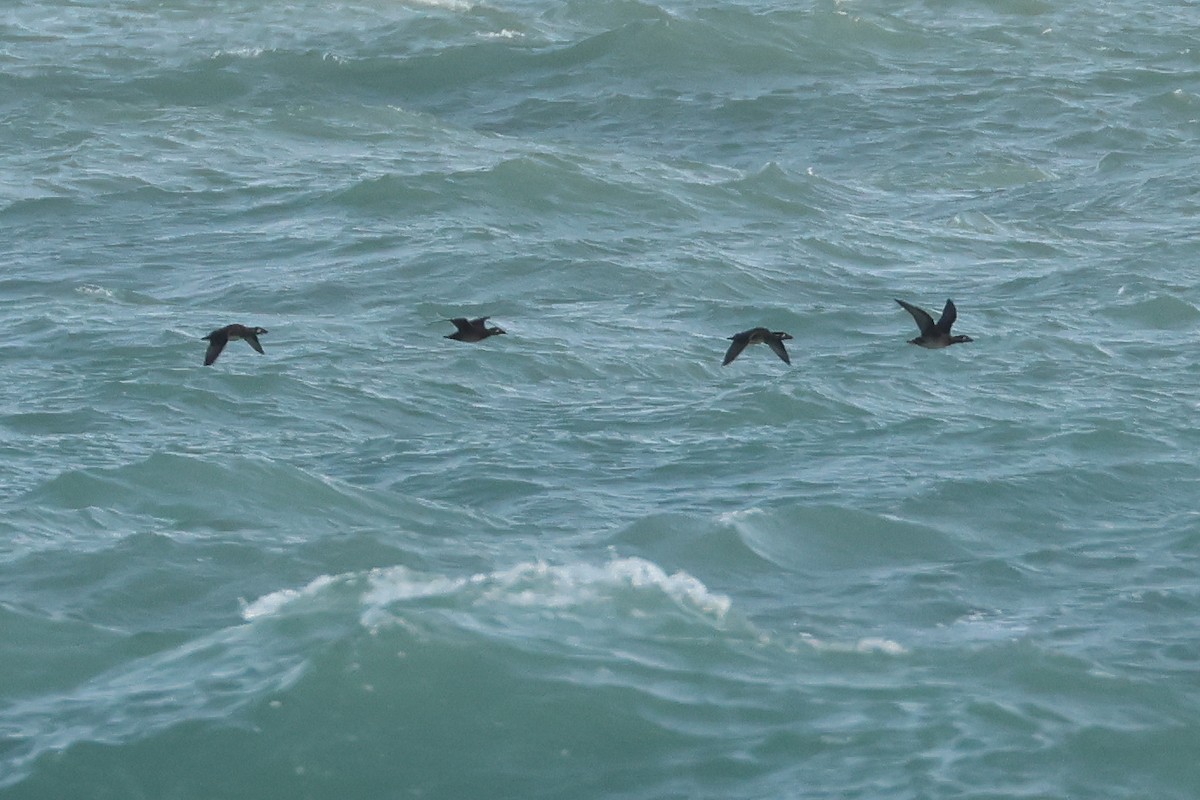 turpan pestrozobý - ML638468012