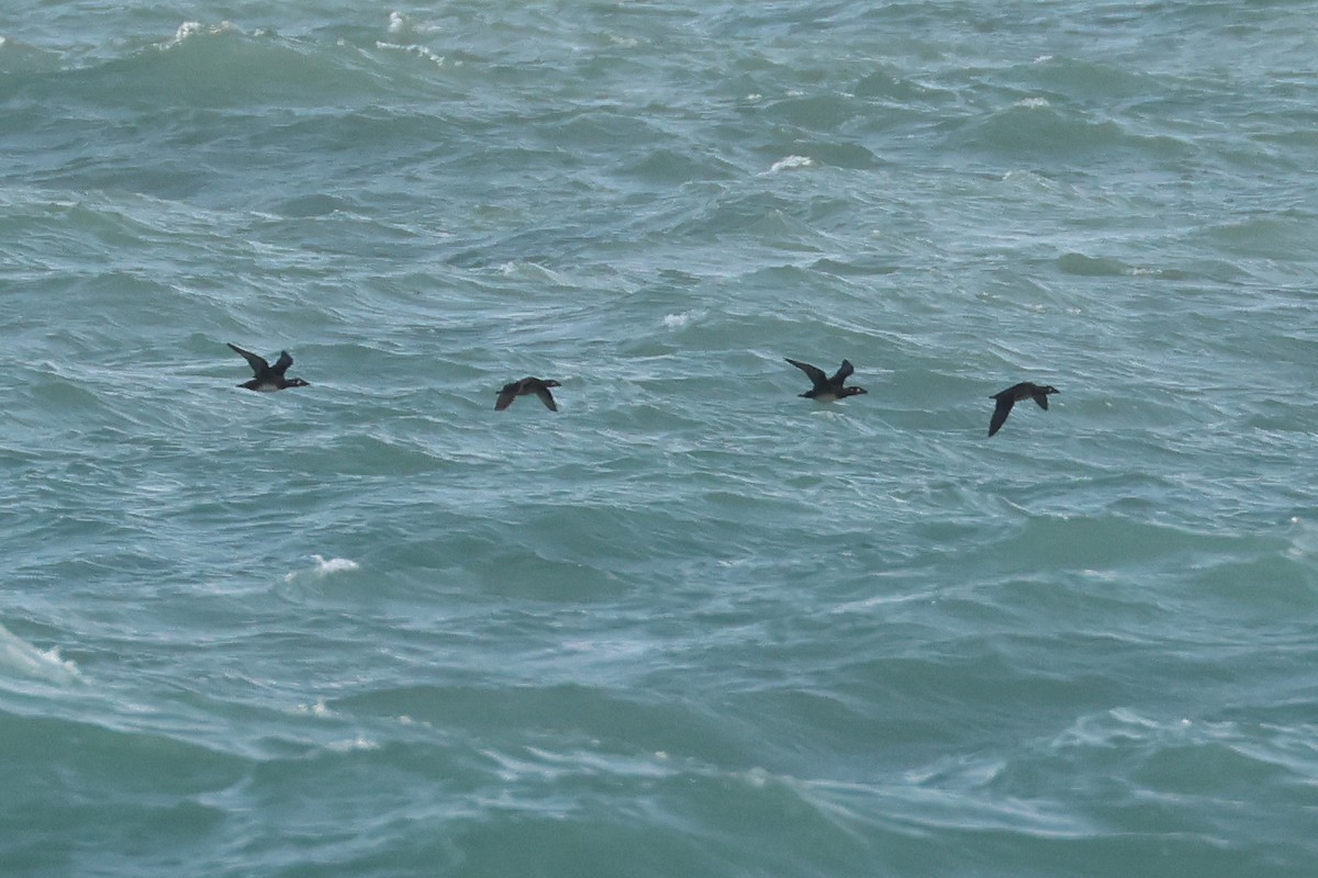 turpan pestrozobý - ML638468014