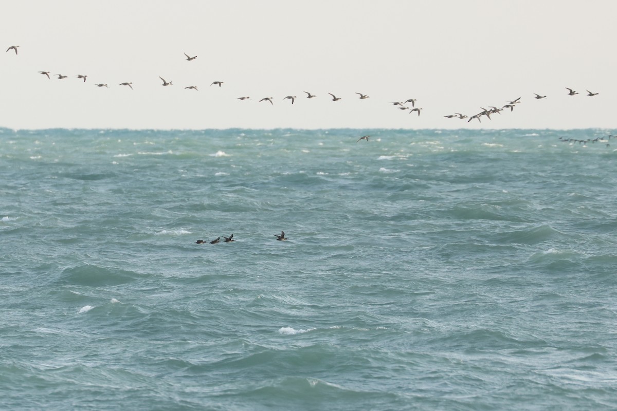 turpan pestrozobý - ML638468017