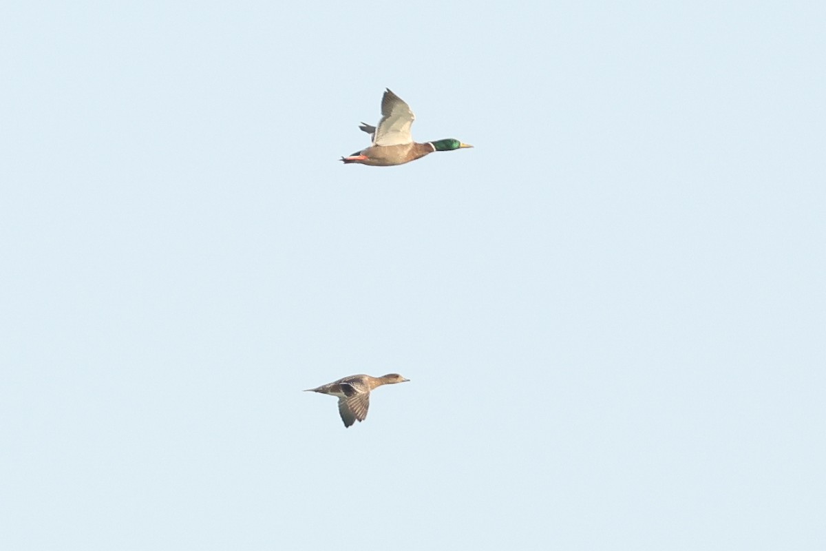 hvízdák americký - ML638468039