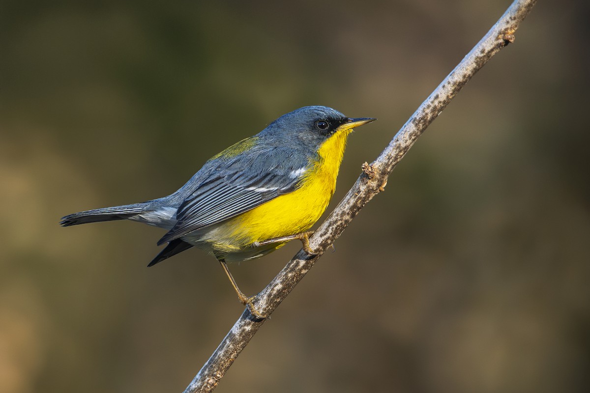Tropical Parula - ML638468057