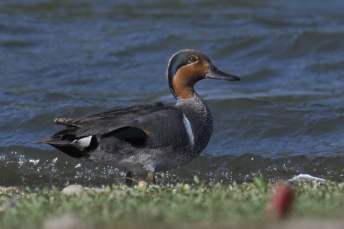 Green-winged Teal - ML638468111
