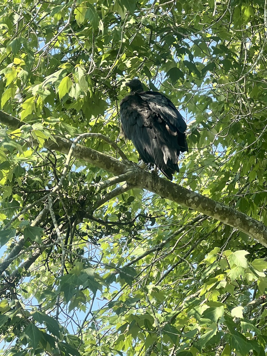 Black Vulture - ML638468143