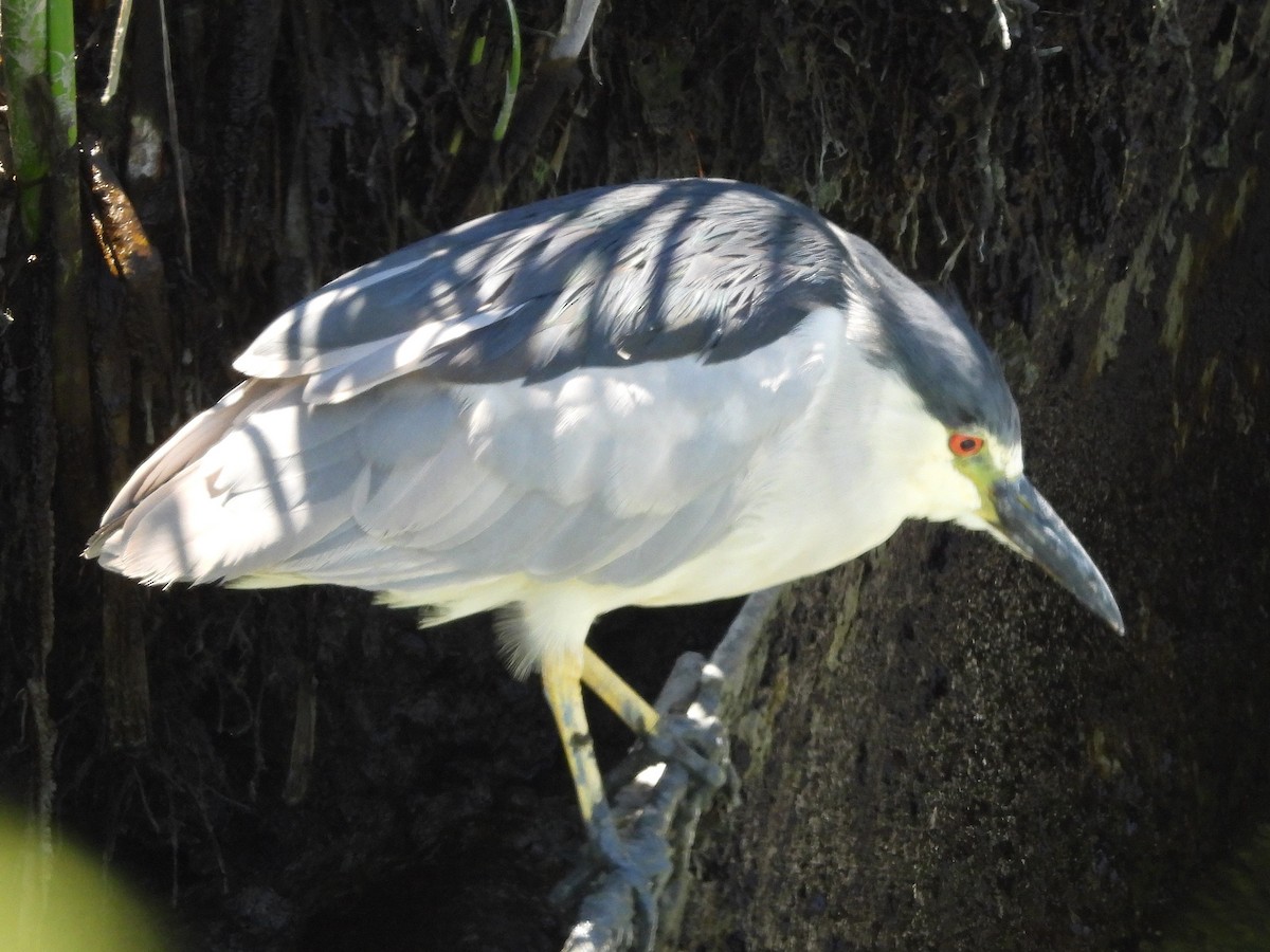 Black-crowned Night Heron - ML638468147