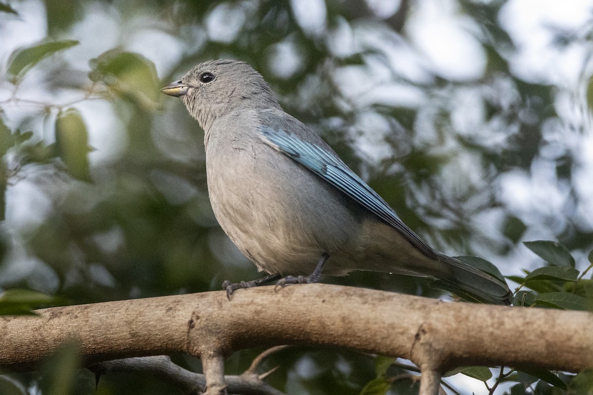 Sayaca Tanager - ML638468171