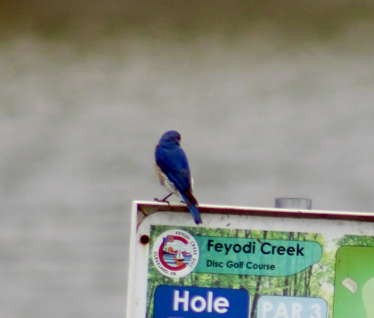 Eastern Bluebird - ML638468238