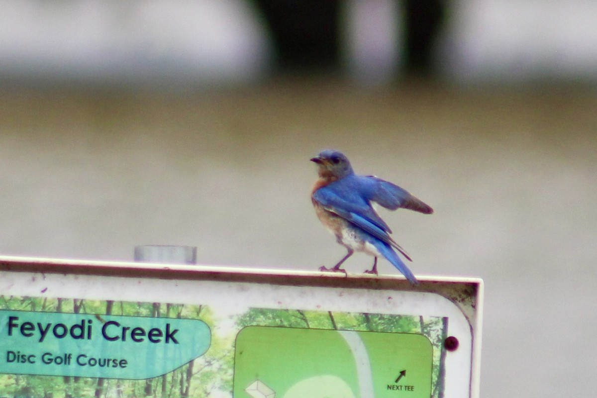 Eastern Bluebird - ML638468239