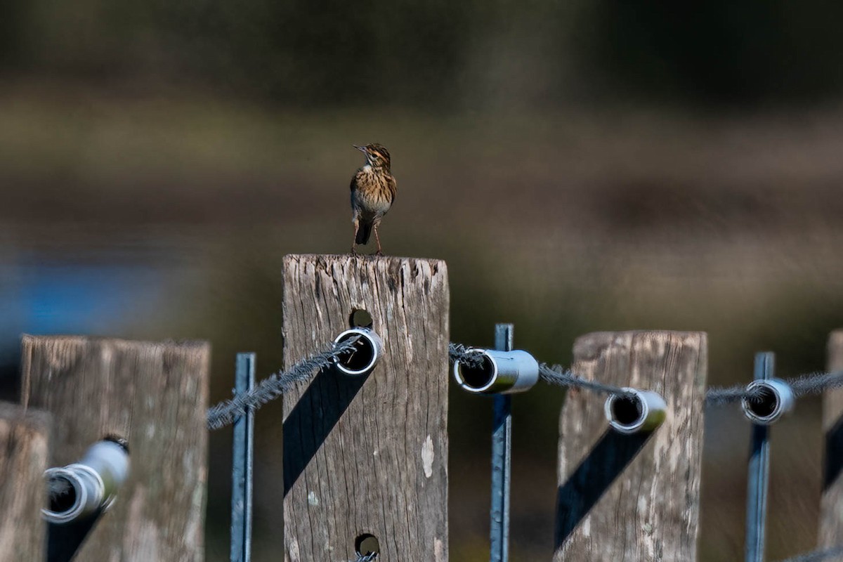Pipit d'Australie - ML638468262