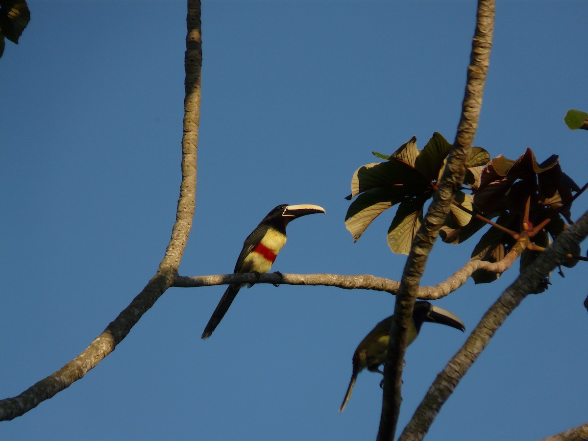 Black-necked Aracari - ML638468264