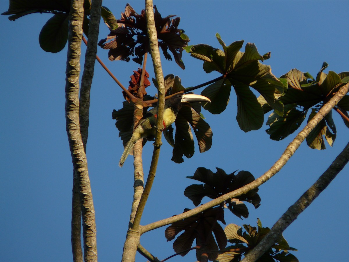Black-necked Aracari - ML638468265