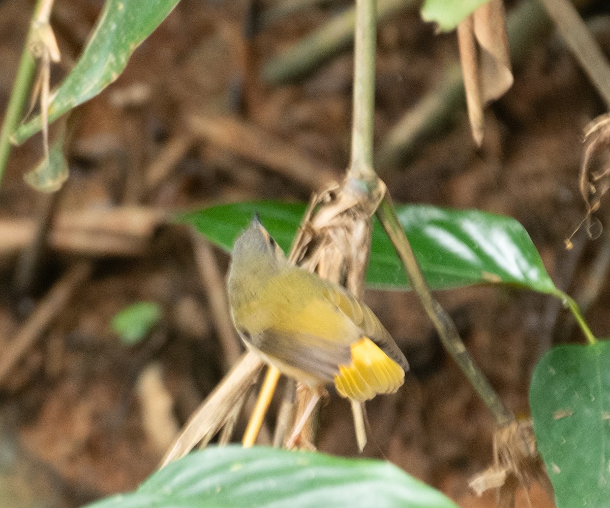 Buff-rumped Warbler - ML638468267