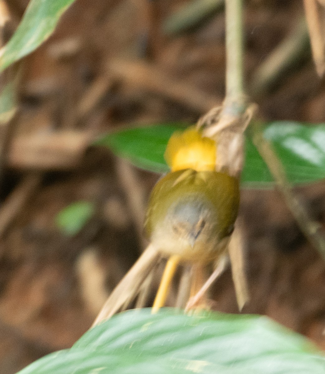 Buff-rumped Warbler - ML638468268