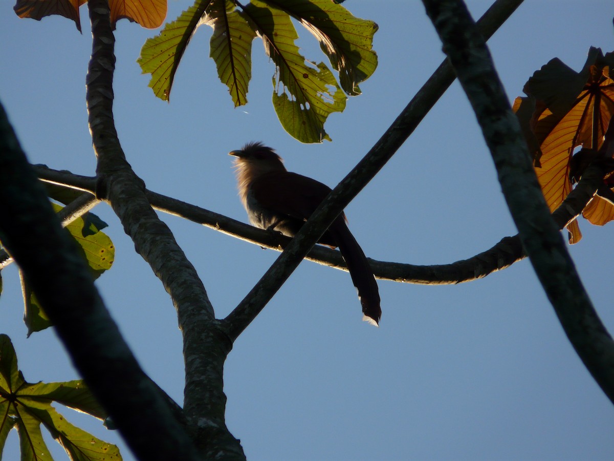 Squirrel Cuckoo - ML638468294