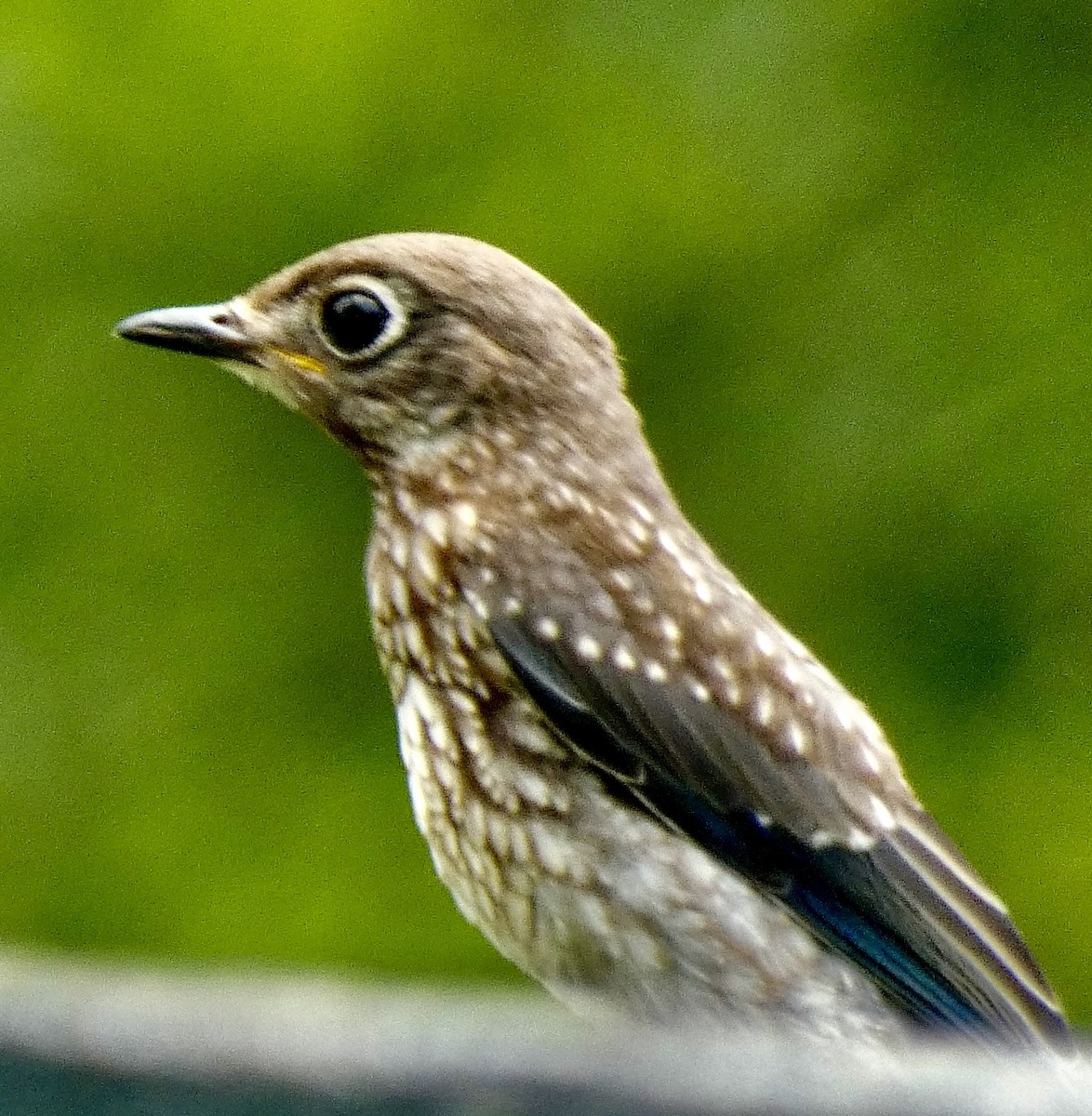 Eastern Bluebird - ML638468304