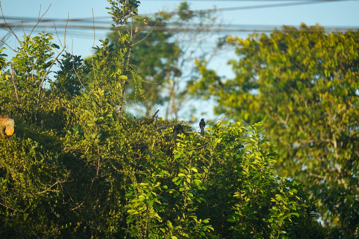 Groove-billed Ani - ML638468326
