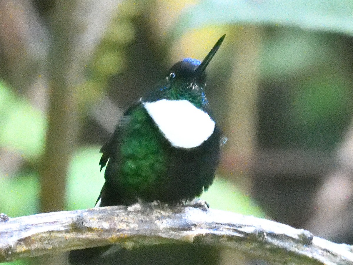 Collared Inca (Collared) - ML638468329