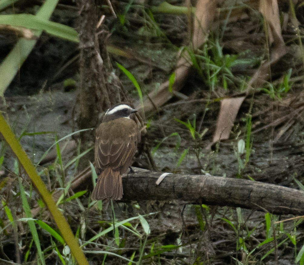 Rusty-margined Flycatcher - ML638468344