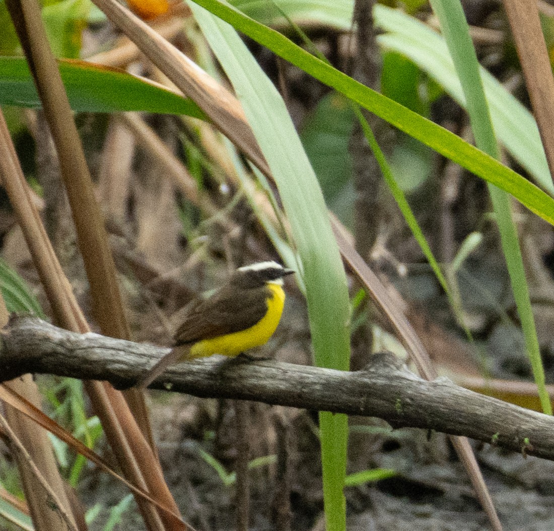 Rusty-margined Flycatcher - ML638468345