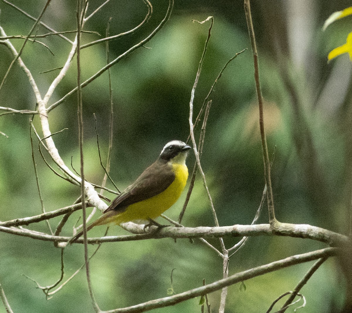 Rusty-margined Flycatcher - ML638468346
