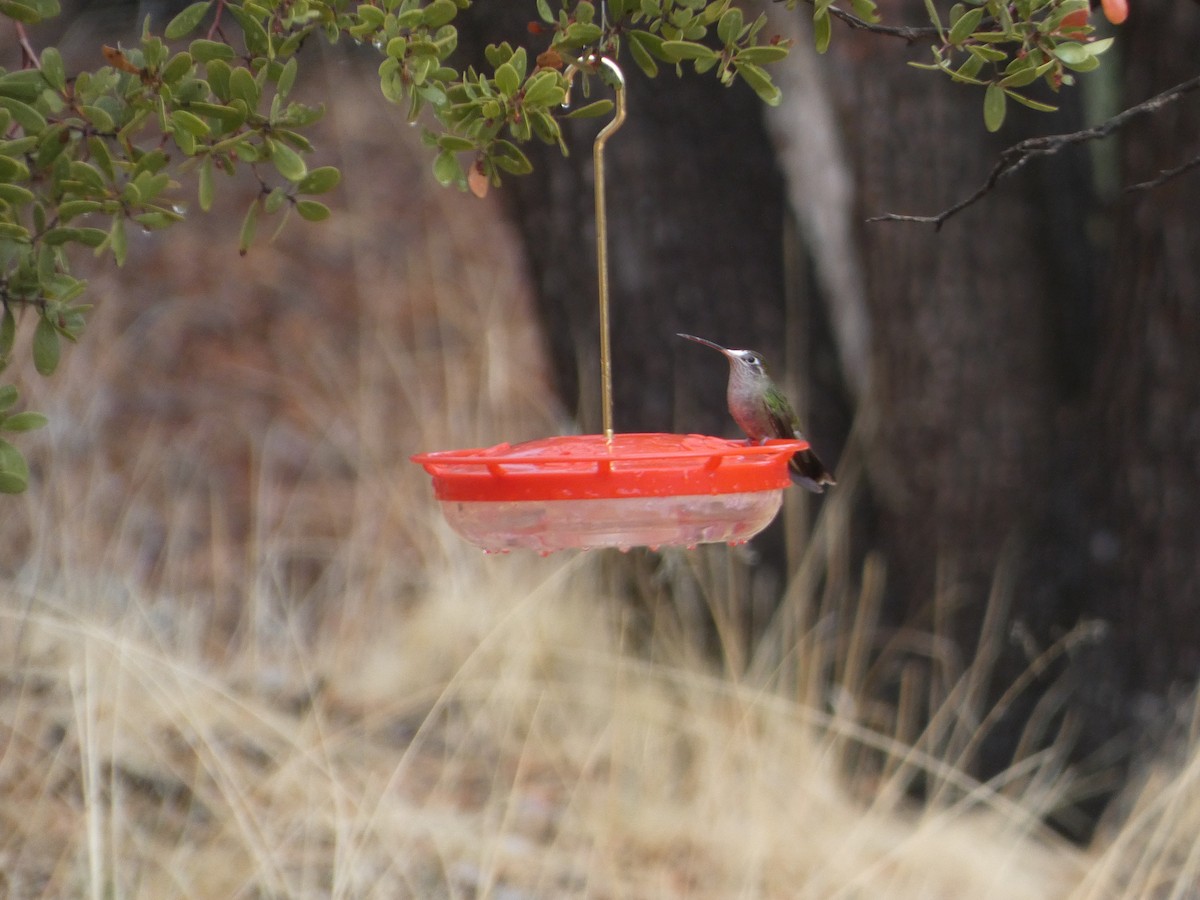 Rivoli's Hummingbird - ML638468367