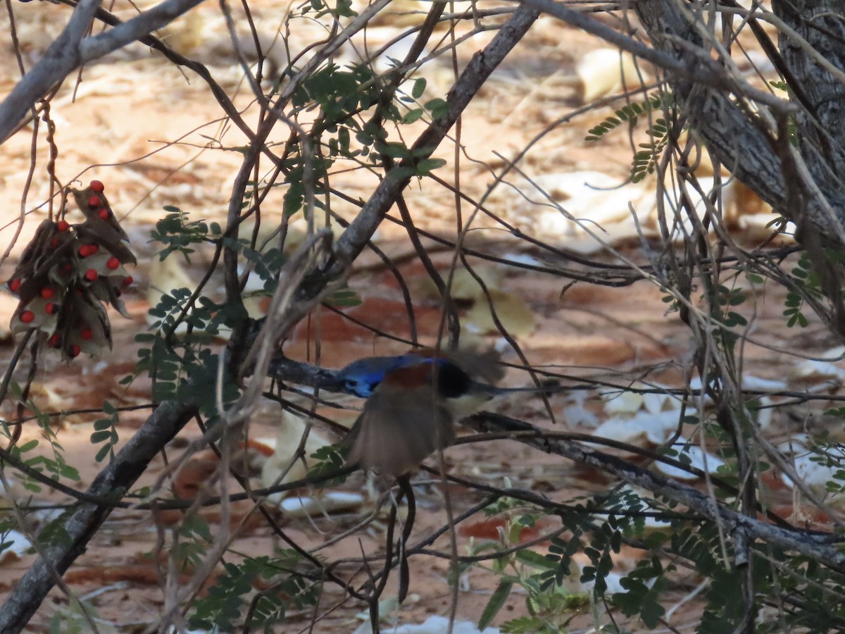 Purple-backed Fairywren - ML638468375