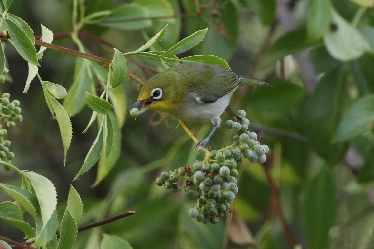 Swinhoe's White-eye - ML638468383