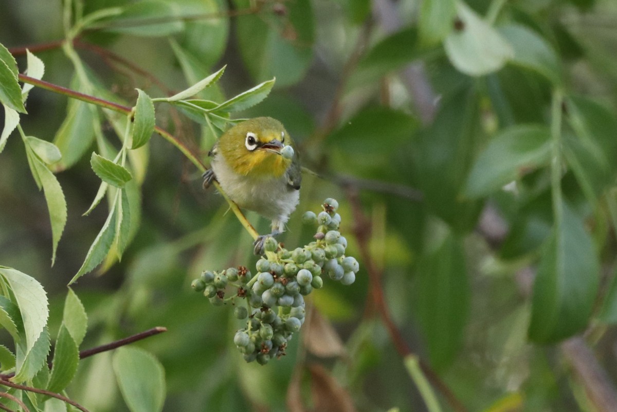 Swinhoe's White-eye - ML638468388