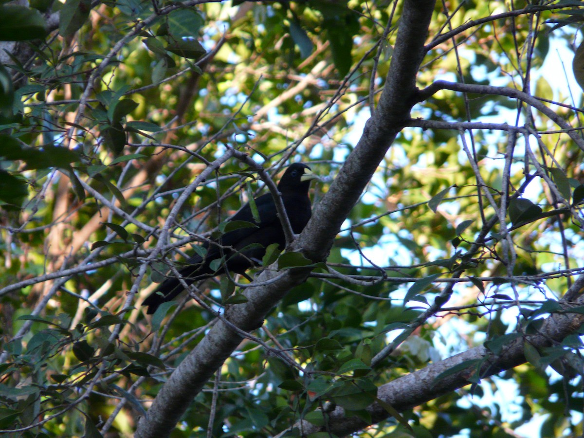 Red-rumped Cacique - ML638468395