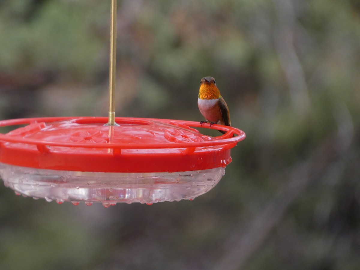 Rufous Hummingbird - ML638468418