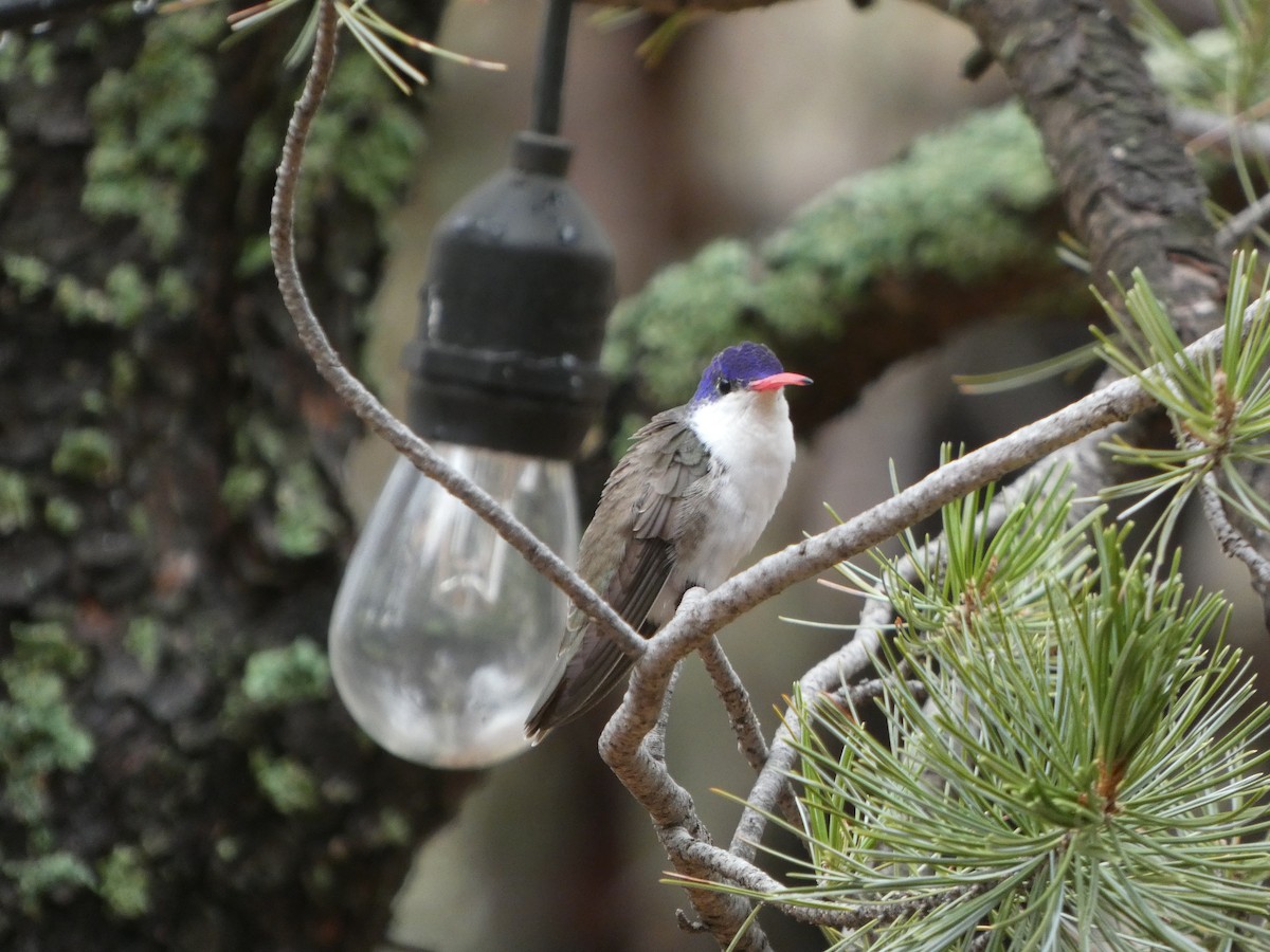 Violet-crowned Hummingbird - ML638468426