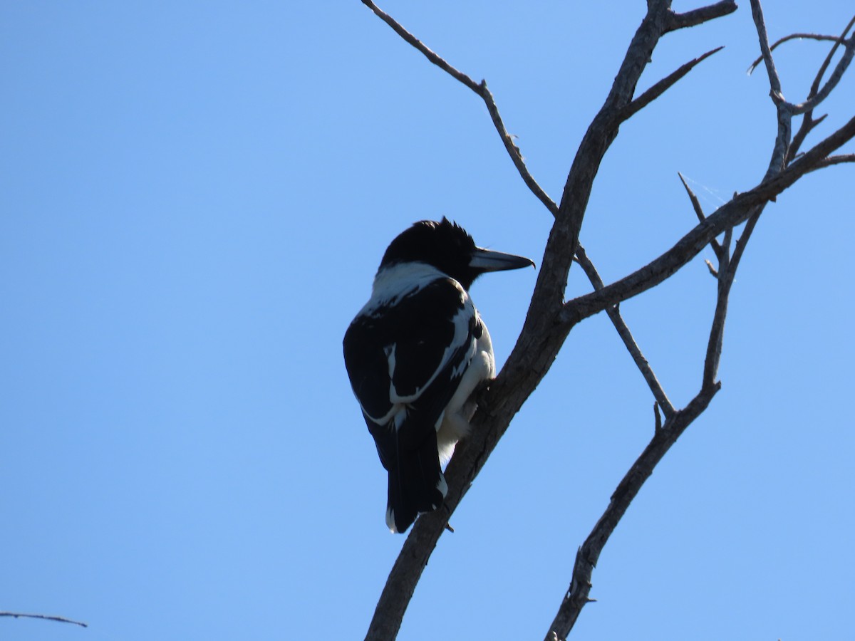 Pied Butcherbird - ML638468435