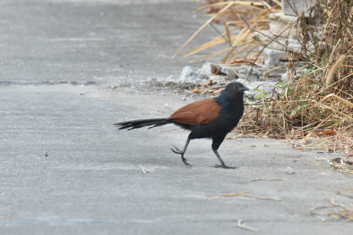 Greater Coucal - ML638468436