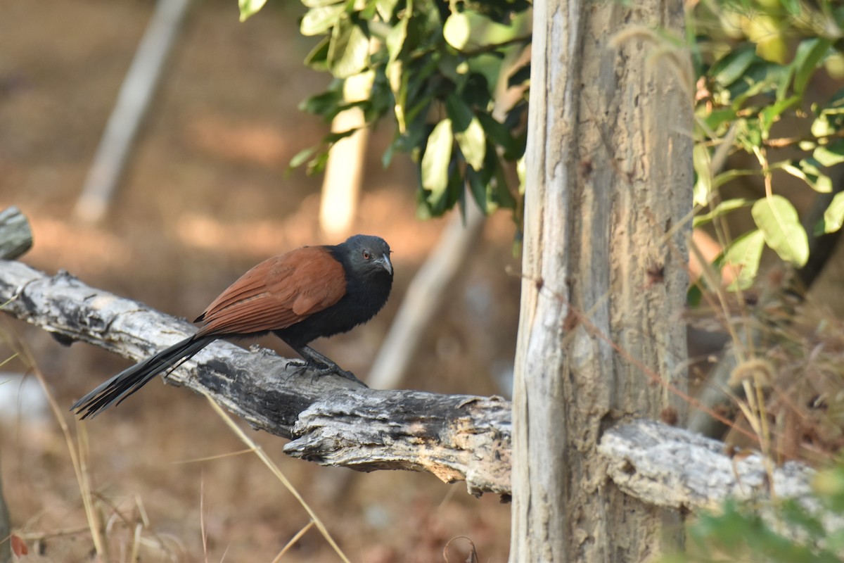 Greater Coucal - ML638468440