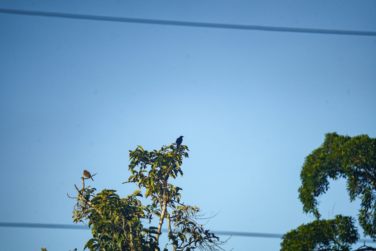 Chestnut-headed Oropendola - ML638468445