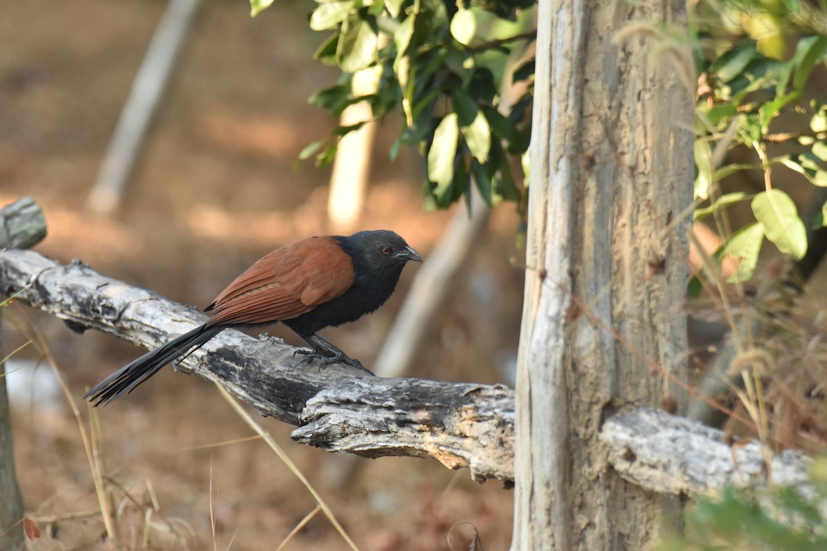 Greater Coucal - ML638468447