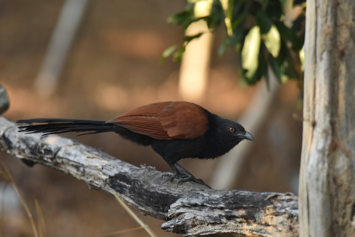 Greater Coucal - ML638468459
