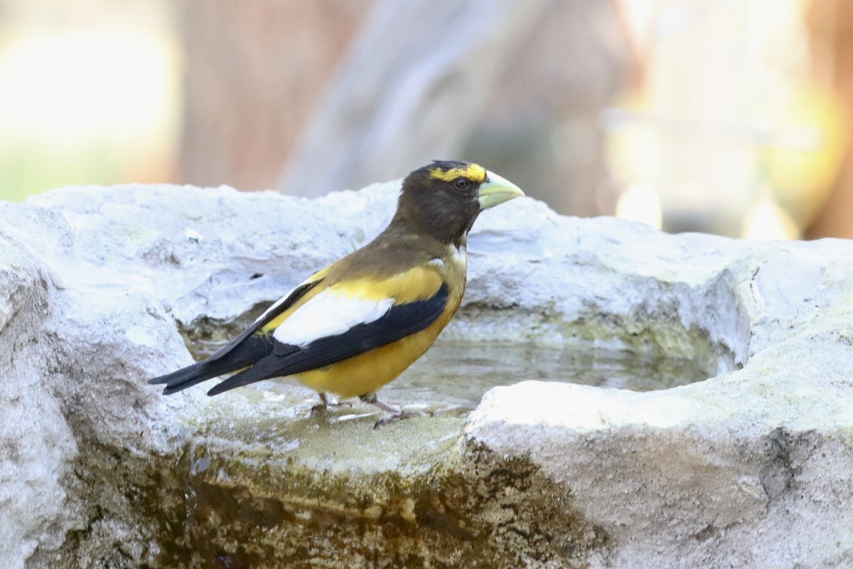 Evening Grosbeak - ML638468463