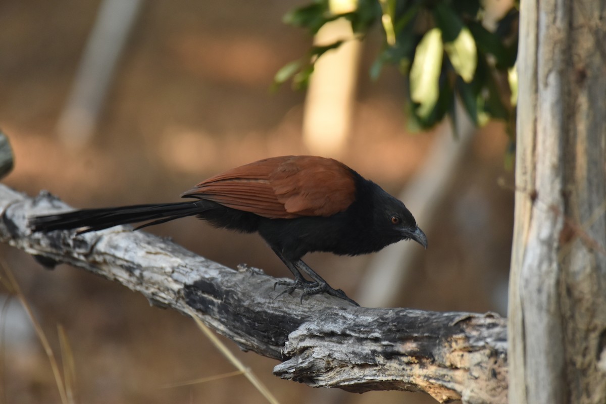 Greater Coucal - ML638468470