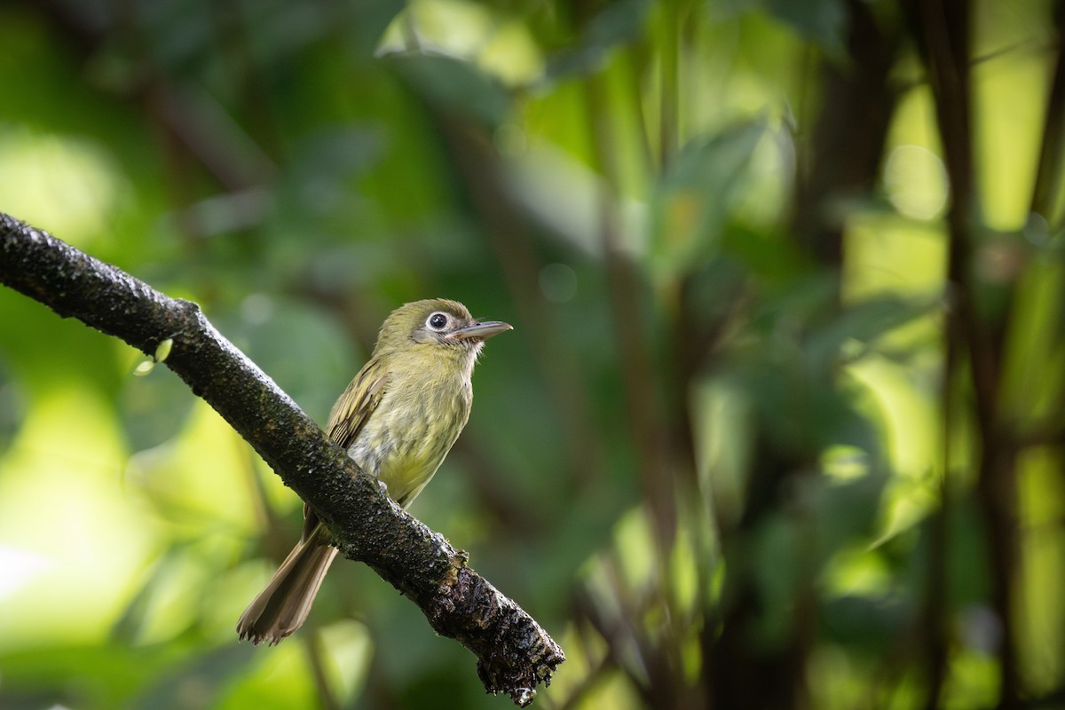 Eye-ringed Flatbill - ML638468473