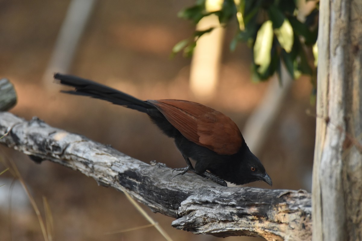Greater Coucal - ML638468477