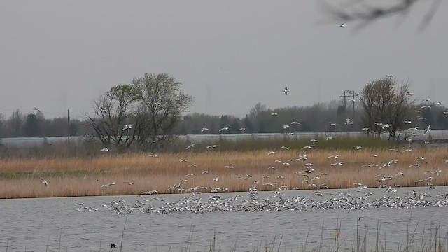 Franklin's Gull - ML638468478