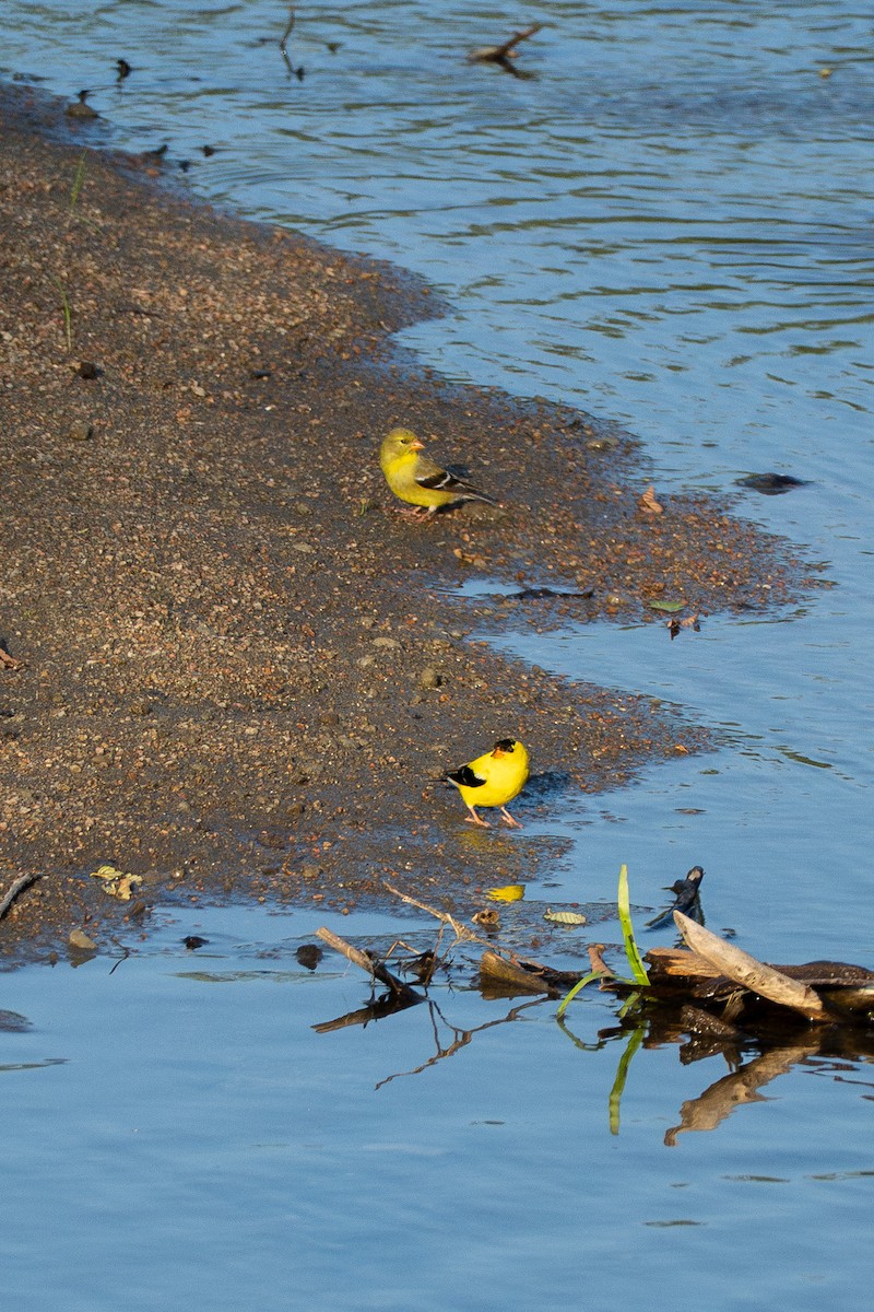 American Goldfinch - ML638468510