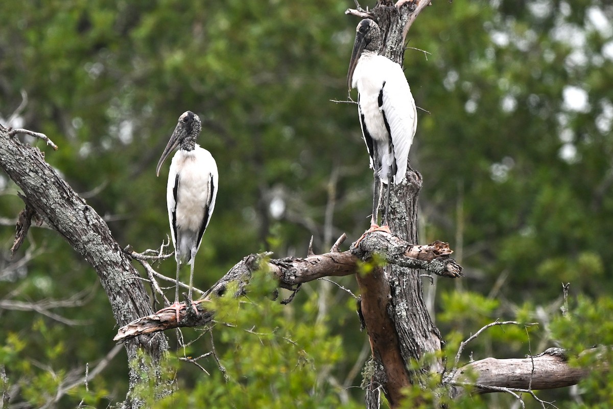 Wood Stork - ML638468514
