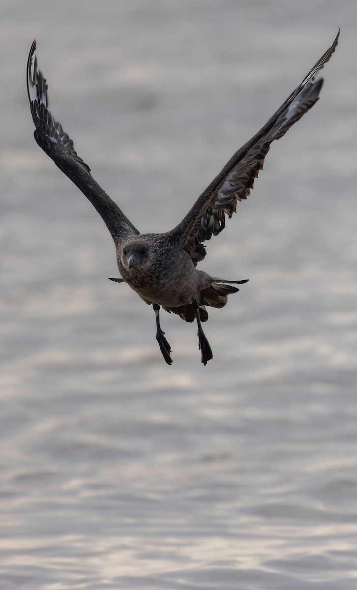 Chilean Skua - ML638468526