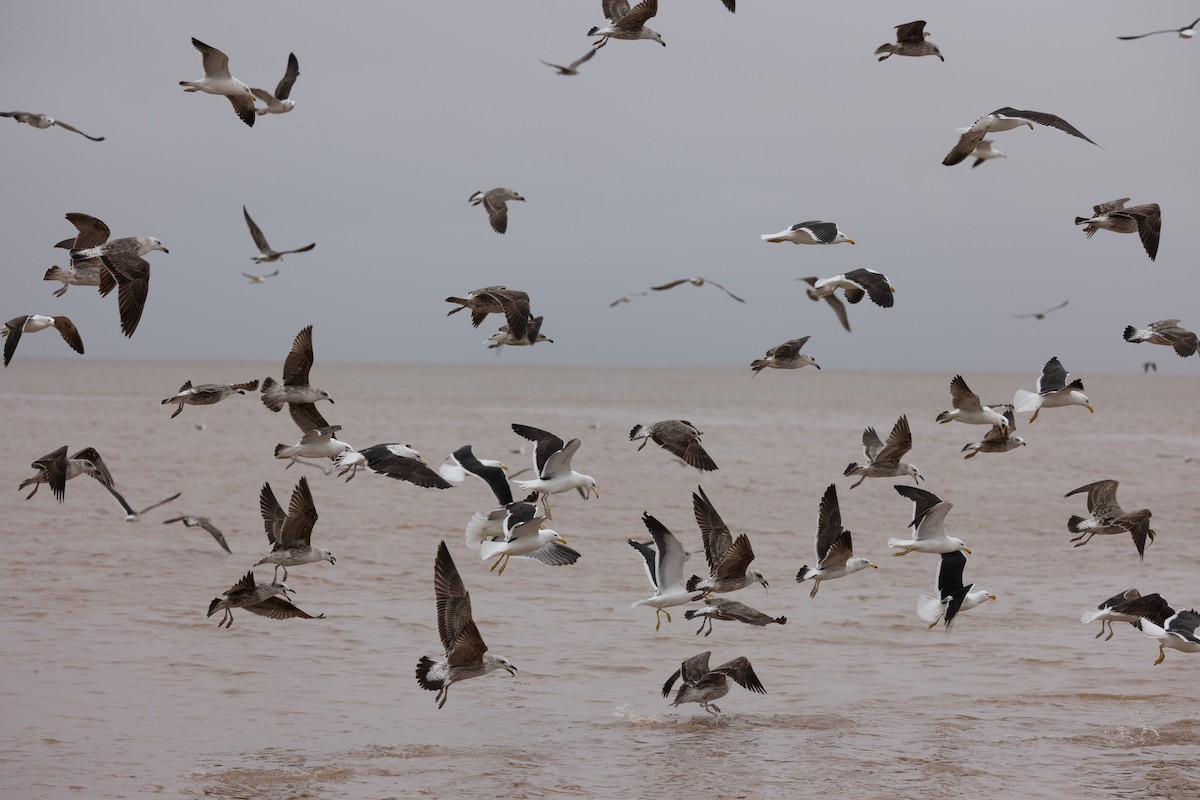 Kelp Gull - ML638468544