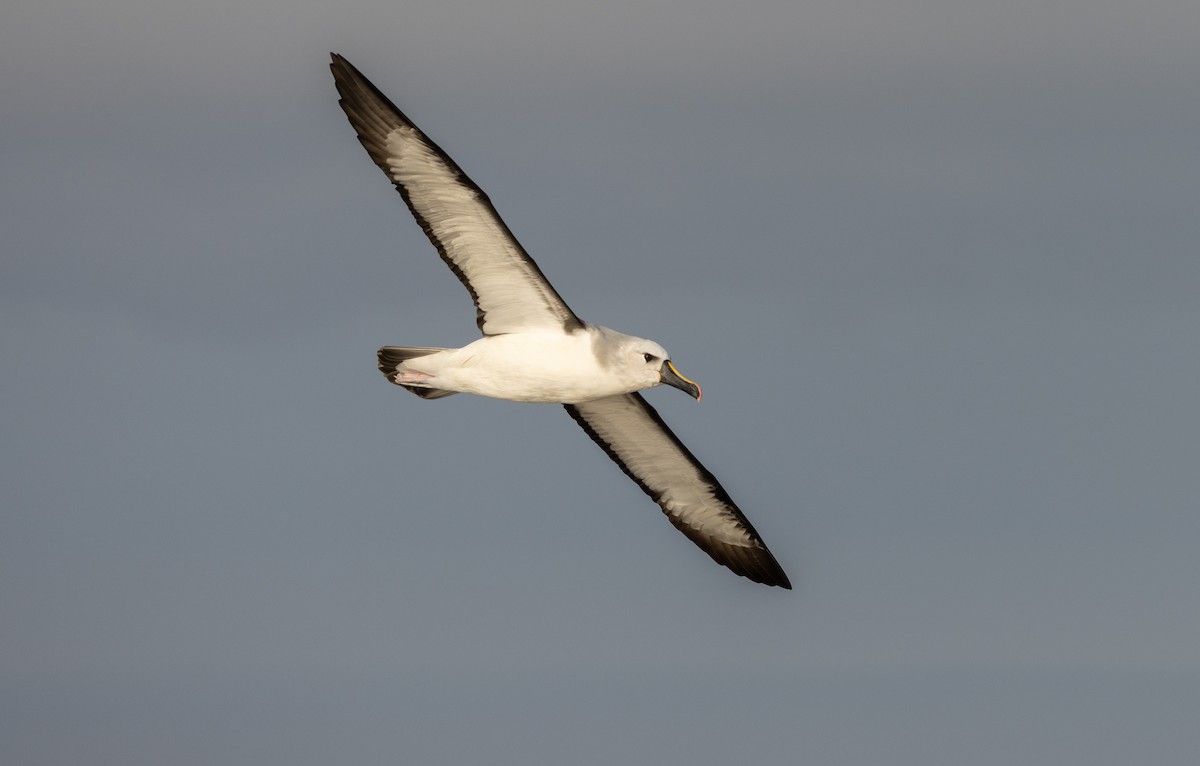 Atlantic Yellow-nosed Albatross - ML638468555