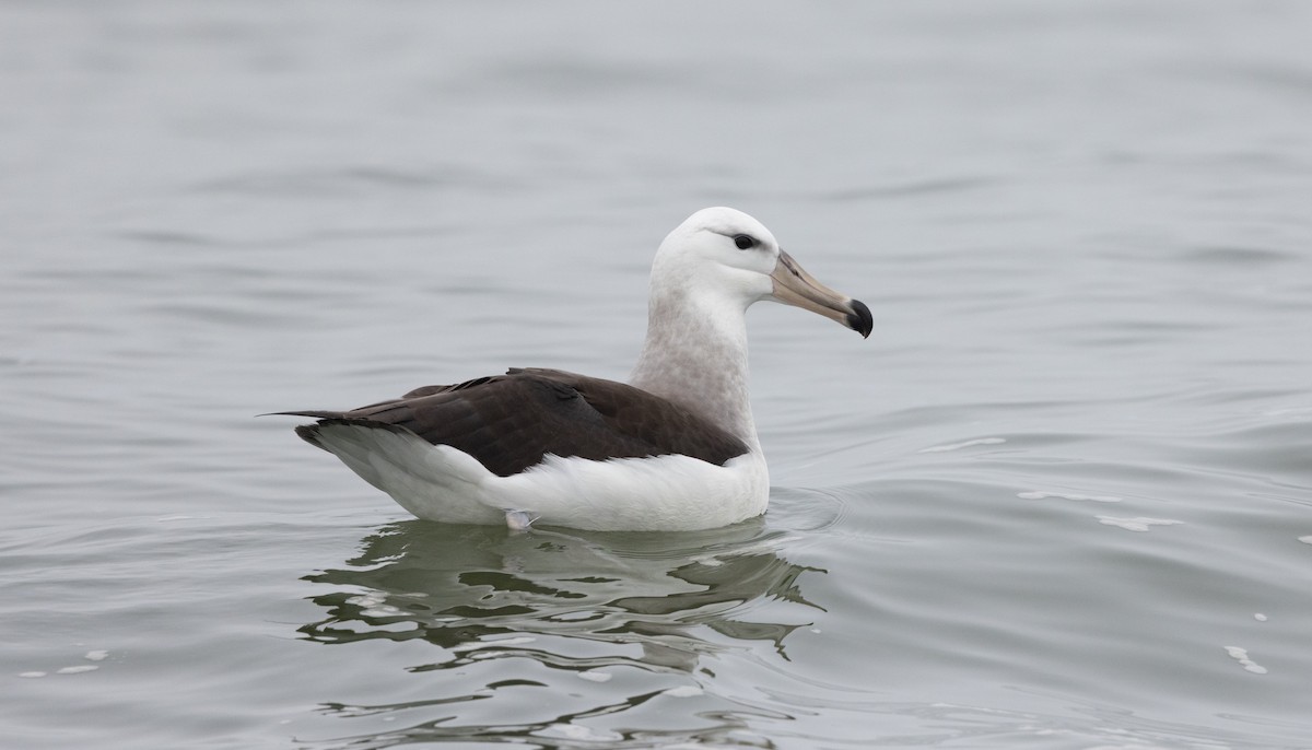 Black-browed Albatross - ML638468556