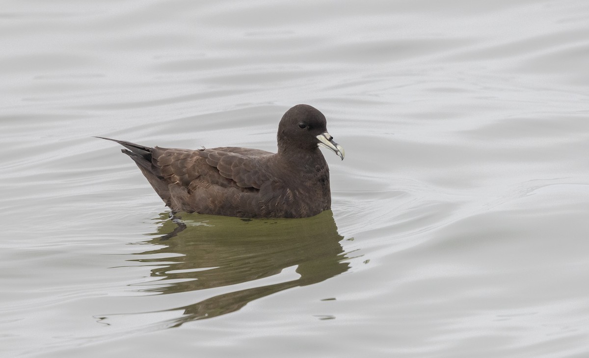 White-chinned Petrel - ML638468560